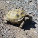 Better view of Kazakh turtle
